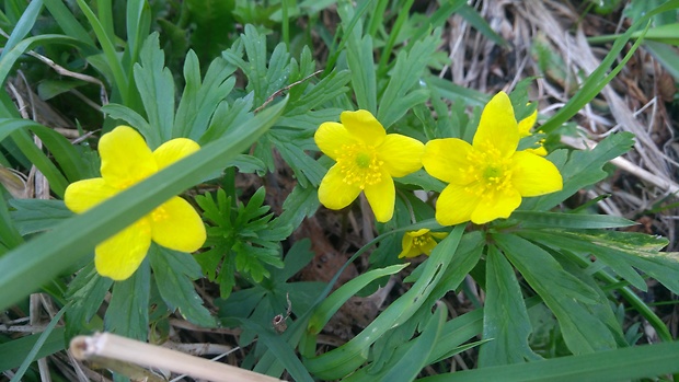 veternica iskerníkovitá Anemone ranunculoides L.