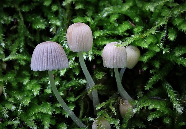 hnojník rozsiaty Coprinellus disseminatus (Pers.) J.E. Lange