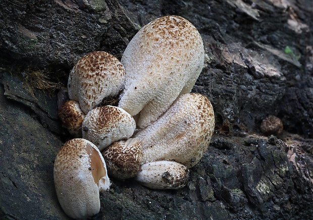 hnojník okrový Coprinellus domesticus (Bolton) Vilgalys, Hopple & Jacq. Johnson