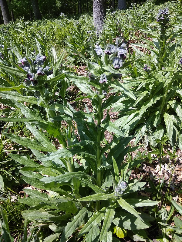 psojazyk lekársky Cynoglossum officinale L.