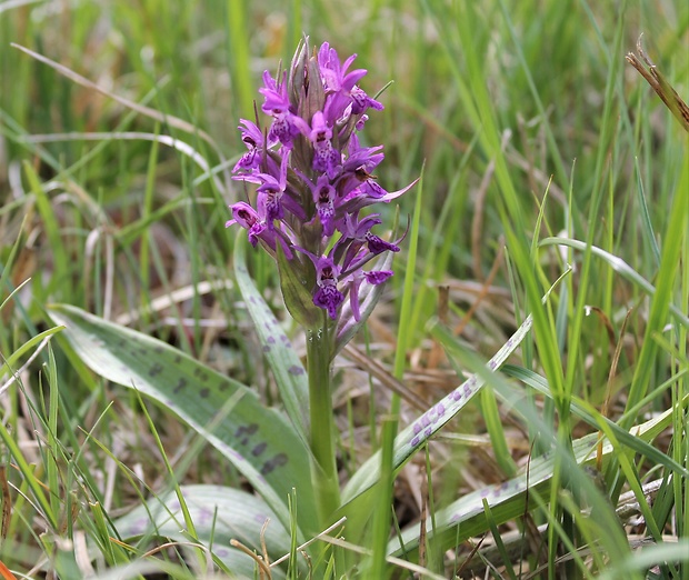 vstavačovec Dactylorhiza aschersoniana