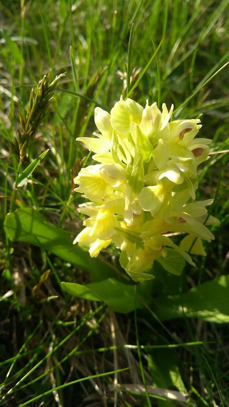 vstavačovec bazový Dactylorhiza sambucina (L.) Soó