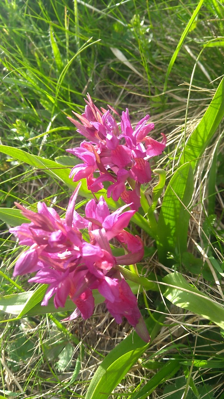 vstavačovec Dactylorhiza sp.