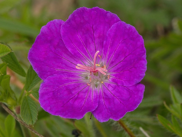 pakost krvavý Geranium sanguineum L.