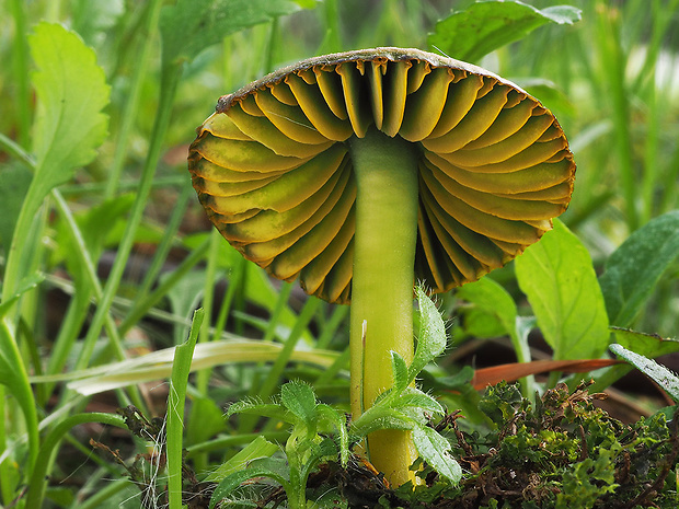 lúčnica žltozelená Gliophorus psittacinus (Schaeff.) Herink