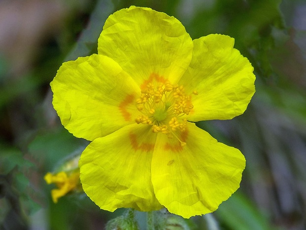 devätorník  Helianthemum