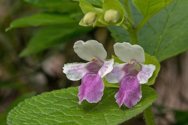 medúnka medovkolistá Melittis melissophyllum L.