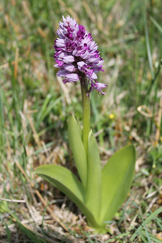 vstavač vojenský Orchis militaris L.