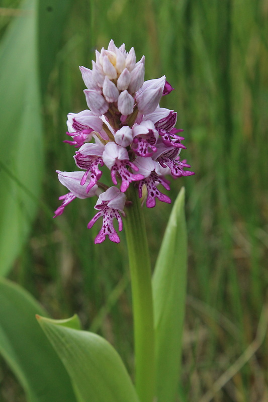 vstavač vojenský Orchis militaris L.