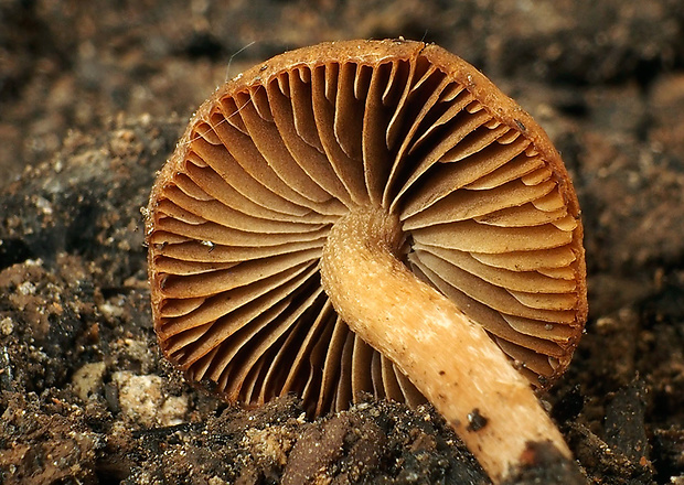 šupinovka spálenisková Pholiota highlandensis (Peck) Quadr. & Lunghini