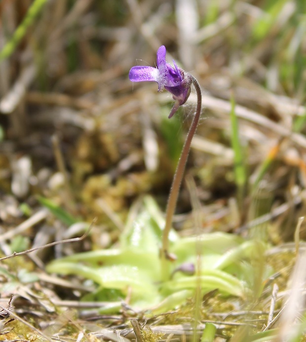 tučnica obyčajná Pinguicula vulgaris L.