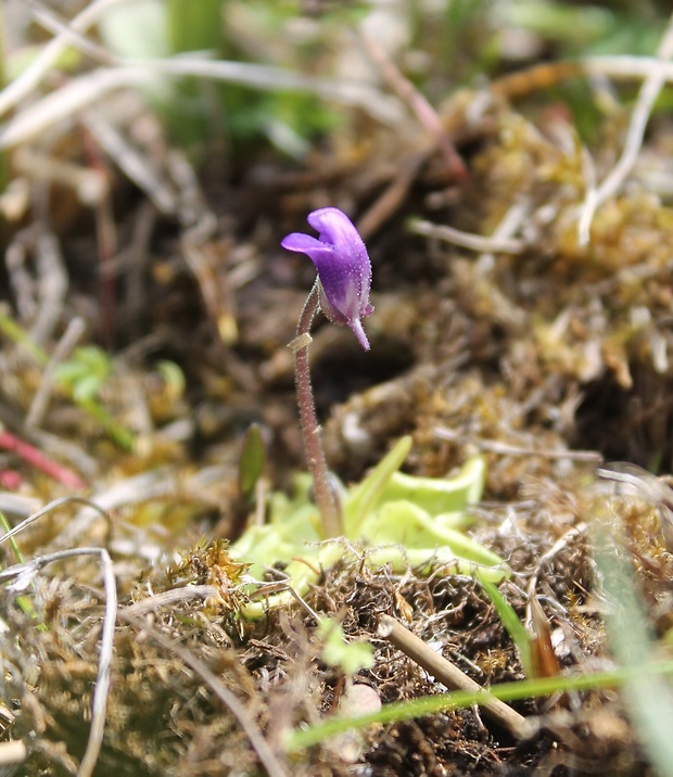 tučnica obyčajná Pinguicula vulgaris L.