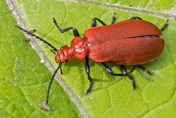 červenáčik   Pyrochroa serraticornis