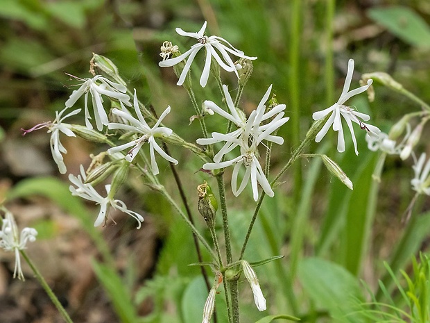 silenka ovisnutá Silene nutans L.