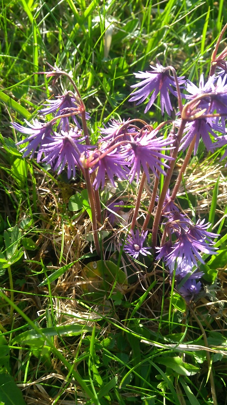 soldanelka Soldanella sp.