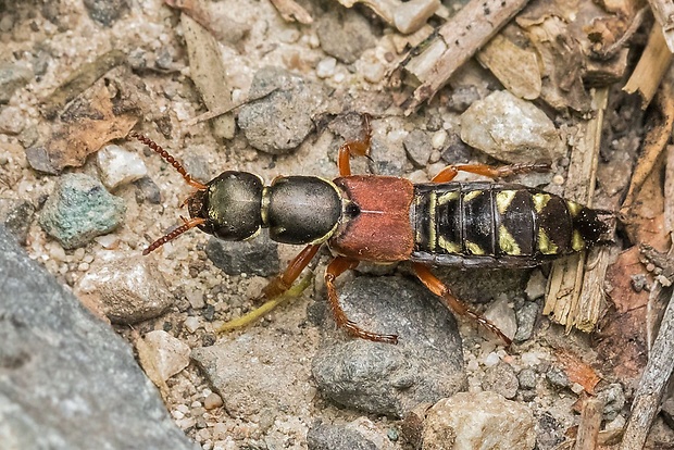 drobčík  Staphylinus caesareus