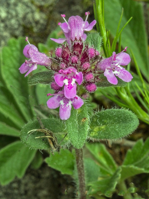 dúška Thymus sp.