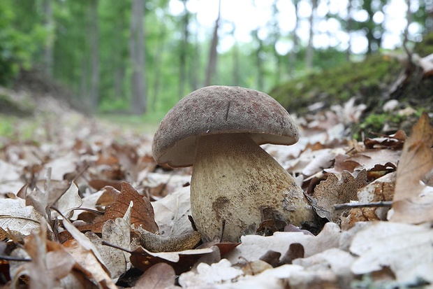 hríb dubový Boletus reticulatus Schaeff.