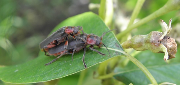 snehulčík sivočierny Cantharis fusca