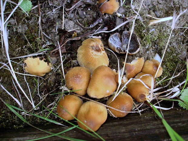 hnojník ligotavý Coprinellus micaceus (Bull.) Vilgalys, Hopple & Jacq. Johnson