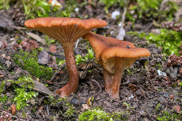 rýdzik machový Lactarius omphaliiformis Romagn.