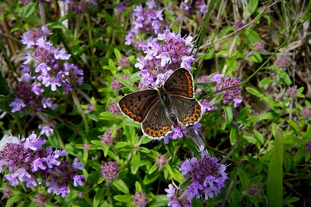 ohniváčik čiernoškvrnný (sk) / ohniváček černoskvrnný (cz) Lycaena tityrus Poda, 1761