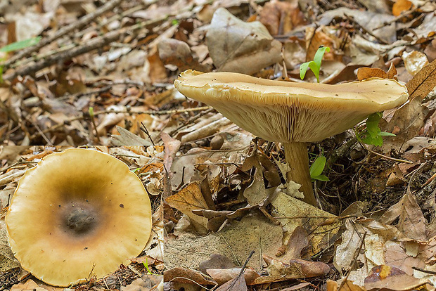 tmavuľka Melanoleuca sp.