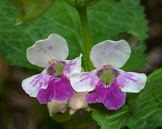 medúnka medovkolistá Melittis melissophyllum L.