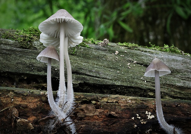 prilbička Mycena sp.