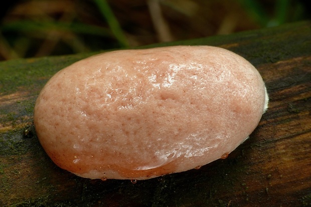 sieťnatka obyčajná Reticularia lycoperdon Bull.