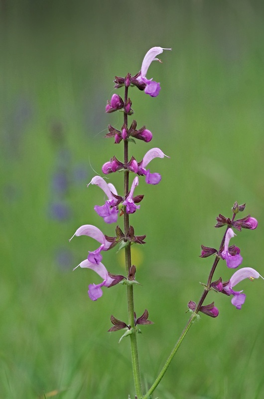 šalvia lúčna Salvia pratensis L.