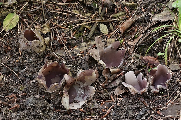 tulipánovka fialová Sarcosphaera coronaria (Jacq.) J. Schröt.