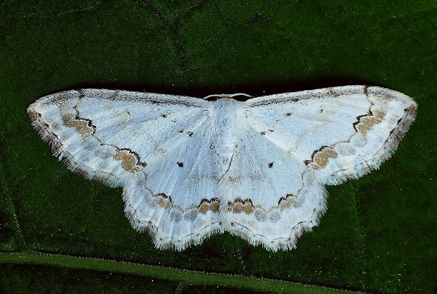 piadica okrášlená (sk) / vlnopásník okrášlený (cz) Scopula ornata Scopoli, 1763