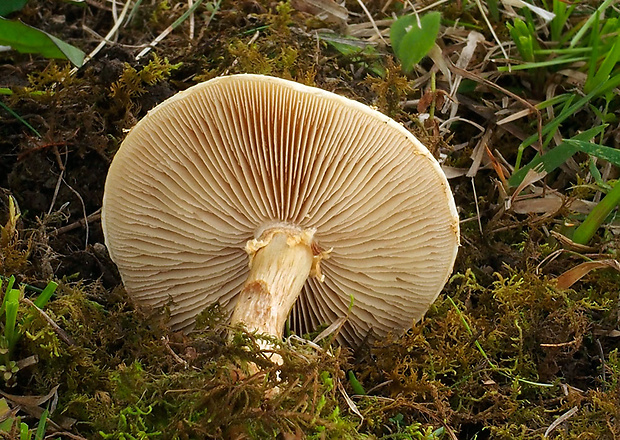 poľnička  Agrocybe sp.