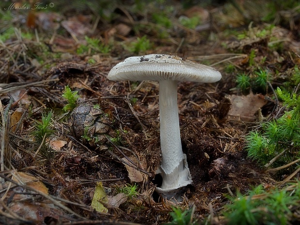 muchotrávka pošvatá Amanita vaginata (Bull.) Lam.