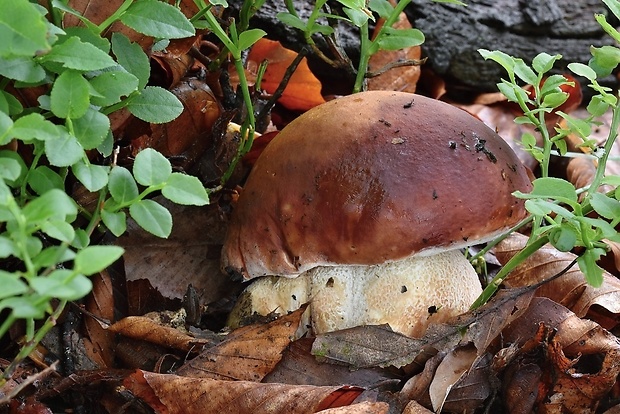 hríb sosnový Boletus pinophilus Pil. et Dermek in Pil.