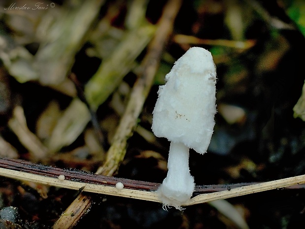 hnojník Coprinopsis sp.