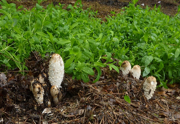 hnojník obyčajný Coprinus comatus (O.F. Müll.) Pers.