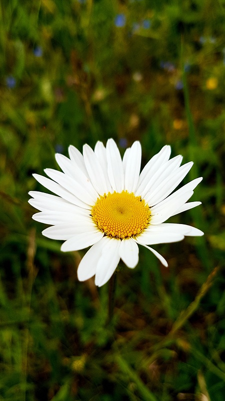 margaréta biela Leucanthemum vulgare Lam.