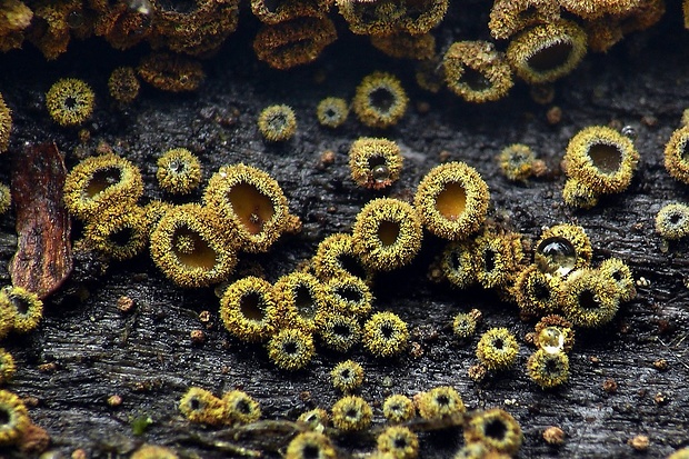 lachnetka vosková Neodasyscypha cerina (Pers.) Spooner