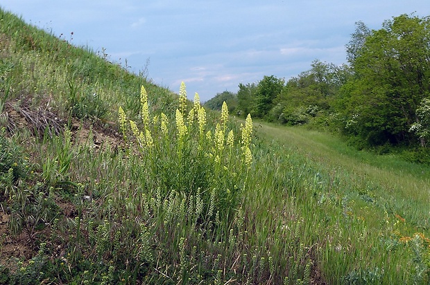 rezeda žltá - biotop Reseda lutea L.