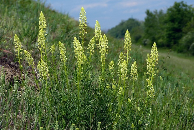 rezeda žltá Reseda lutea L.