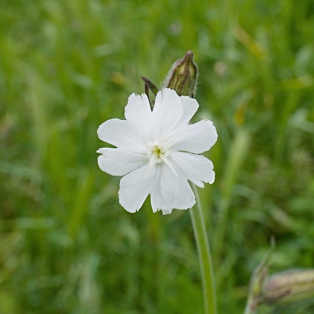 silenka biela pravá Silene latifolia subsp. alba (Mill.) Greuter et Burdet