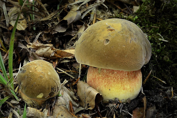 hríb zrnitohlúbikový Sutorius luridiformis (Rostk.) G. Wu & Zhu L. Yang