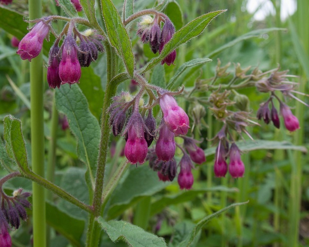 kostihoj lekársky Symphytum officinale L.