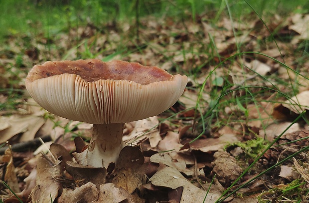 muchotrávka červenkastá Amanita rubescens Pers.