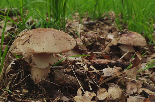 muchotrávka červenkastá Amanita rubescens Pers.