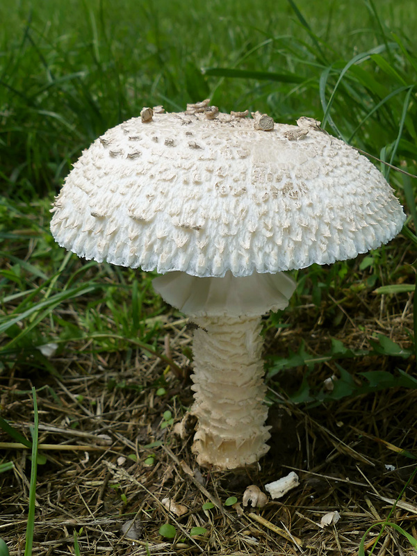 muchotrávka Vittadiniho Amanita vittadinii (Moretti) Vittad.