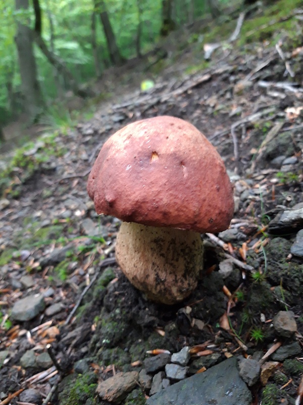 hríb sosnový Boletus pinophilus Pil. et Dermek in Pil.