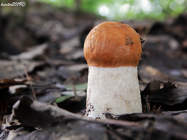 kozák osikový Leccinum albostipitatum den Bakker & Noordel.